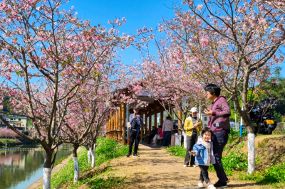 梅江区西阳镇直坑村白宫河畔樱花盛开