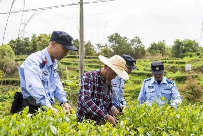 春染茶山绿  藏蓝护平安