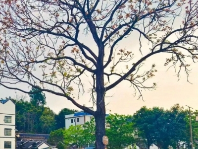 徐建全 | 家乡那棵苦楝树