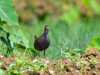 “飞羽瞬间”梅州鸟类生态摄影暨AI视觉创意大赛优秀作品展（第二期）