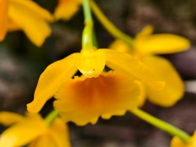 黎金本|（小说）重回老家