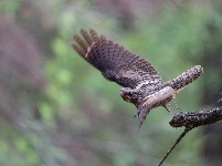 “飞羽瞬间”梅州鸟类生态摄影暨AI视觉创意大赛优秀作品展（第二期）