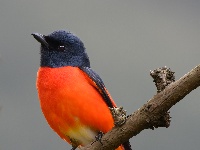 “飞羽瞬间”梅州鸟类生态摄影暨AI视觉创意大赛优秀作品展（第一期）