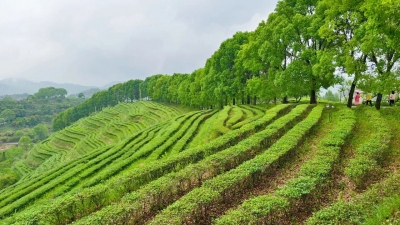 洪伟春 | 一缕茶香慰乡愁  
