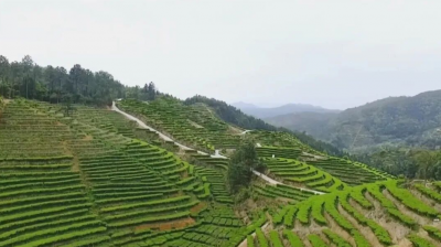 山水蕴灵秀 茶香醉丰顺！丰顺县发布茶旅融合精品线路