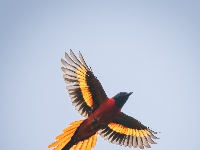 “飞羽瞬间”梅州鸟类生态摄影暨AI视觉创意大赛优秀作品展（第一期）