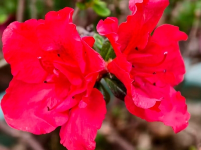 何望贤 |（诗歌）龙岗行吟