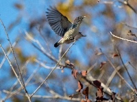 “飞羽瞬间”梅州鸟类生态摄影暨AI视觉创意大赛优秀作品展（第二期）