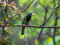 “飞羽瞬间”梅州鸟类生态摄影暨AI视觉创意大赛优秀作品展（第二期）