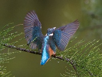 “飞羽瞬间”梅州鸟类生态摄影暨AI视觉创意大赛优秀作品展（第一期）