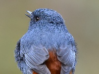 “飞羽瞬间”梅州鸟类生态摄影暨AI视觉创意大赛优秀作品展（第一期）