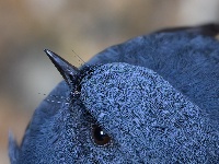 “飞羽瞬间”梅州鸟类生态摄影暨AI视觉创意大赛优秀作品展（第一期）