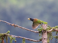 “飞羽瞬间”梅州鸟类生态摄影暨AI视觉创意大赛优秀作品展（第二期）