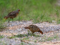 “飞羽瞬间”梅州鸟类生态摄影暨AI视觉创意大赛优秀作品展（第二期）