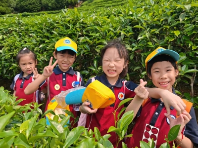 照片墙丨小小少年采茶忙 