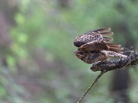 “飞羽瞬间”梅州鸟类生态摄影暨AI视觉创意大赛优秀作品展（第二期）