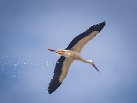 “飞羽瞬间”梅州鸟类生态摄影暨AI视觉创意大赛优秀作品展（第一期）