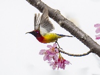 “飞羽瞬间”梅州鸟类生态摄影暨AI视觉创意大赛优秀作品展（第三期）