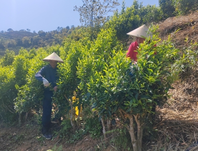 青山采茶忙，茶香富农家 ！五华7万余亩茶园春茶采摘繁忙
