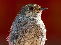 “飞羽瞬间”梅州鸟类生态摄影暨AI视觉创意大赛优秀作品展（第一期）