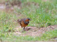 “飞羽瞬间”梅州鸟类生态摄影暨AI视觉创意大赛优秀作品展（第二期）