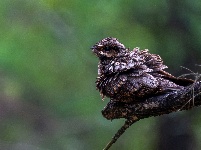 “飞羽瞬间”梅州鸟类生态摄影暨AI视觉创意大赛优秀作品展（第二期）