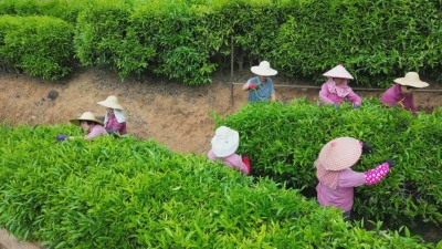 雁南飞茶田：春茶开采季 茶旅融合促丰收