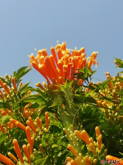 黄婉芳 |社 牛