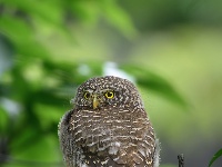 “飞羽瞬间”梅州鸟类生态摄影暨AI视觉创意大赛优秀作品展（第一期）