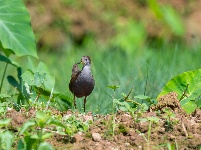 “飞羽瞬间”梅州鸟类生态摄影暨AI视觉创意大赛优秀作品展（第二期）