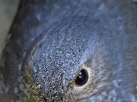 “飞羽瞬间”梅州鸟类生态摄影暨AI视觉创意大赛优秀作品展（第一期）