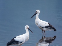 “飞羽瞬间”梅州鸟类生态摄影暨AI视觉创意大赛优秀作品展（第一期）