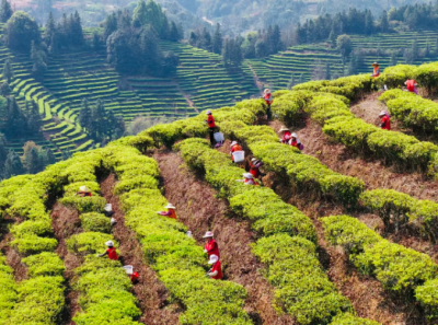 万亩茶山吐新绿 合水春茶采摘忙