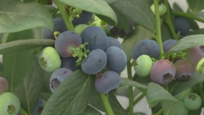 从会种到“慧”种！蕉岭蓝坊镇程官村5G智慧蓝莓种植基地迎来采摘旺季