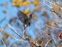 “飞羽瞬间”梅州鸟类生态摄影暨AI视觉创意大赛优秀作品展（第二期）