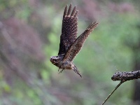 “飞羽瞬间”梅州鸟类生态摄影暨AI视觉创意大赛优秀作品展（第二期）