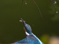 “飞羽瞬间”梅州鸟类生态摄影暨AI视觉创意大赛优秀作品展（第一期）