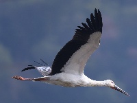 “飞羽瞬间”梅州鸟类生态摄影暨AI视觉创意大赛优秀作品展（第一期）