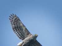 “飞羽瞬间”梅州鸟类生态摄影暨AI视觉创意大赛优秀作品展（第一期）