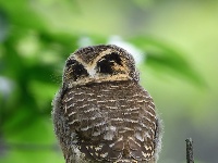 “飞羽瞬间”梅州鸟类生态摄影暨AI视觉创意大赛优秀作品展（第一期）