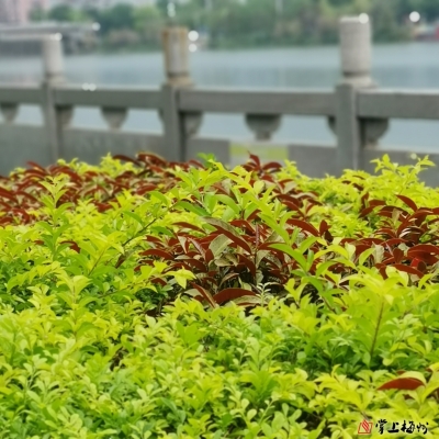 【渐冻人钟展峰专栏】越洋的温度