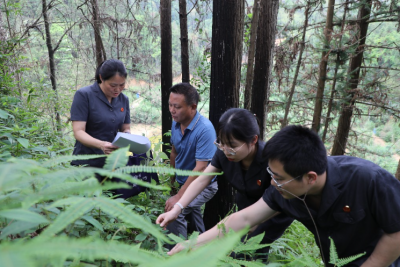 以司法之力守护绿水青山！兴宁市人民法院开展补植复绿回头看