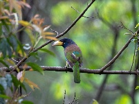 “飞羽瞬间”梅州鸟类生态摄影暨AI视觉创意大赛优秀作品展（第二期）