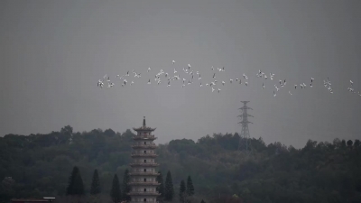 “飞羽瞬间”梅州鸟类生态摄影暨AI视觉创意大赛优秀作品展（第四期）