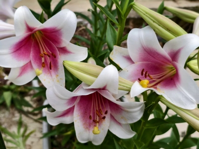 彭碧清 |（散文）夏日不悠长