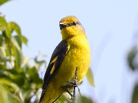 “飞羽瞬间”梅州鸟类生态摄影暨AI视觉创意大赛优秀作品展（第一期）