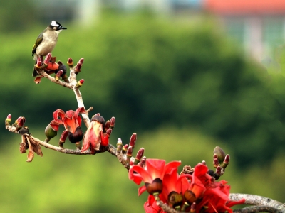 寿乡蕉岭·桂花