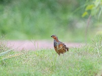 “飞羽瞬间”梅州鸟类生态摄影暨AI视觉创意大赛优秀作品展（第二期）