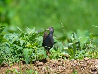 “飞羽瞬间”梅州鸟类生态摄影暨AI视觉创意大赛优秀作品展（第二期）