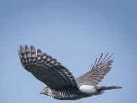 “飞羽瞬间”梅州鸟类生态摄影暨AI视觉创意大赛优秀作品展（第一期）